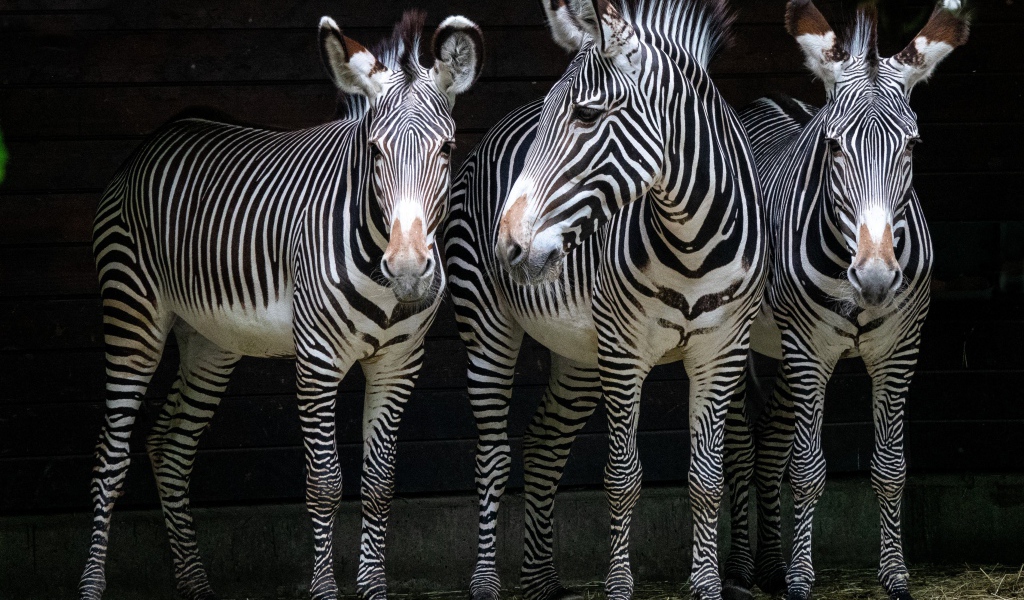 Три полосатые зебры стоят у стены в зоопарке 