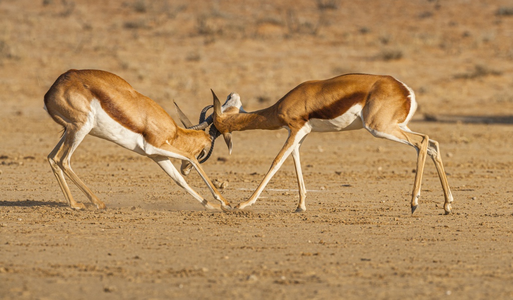Две газели дерутся в саванне 