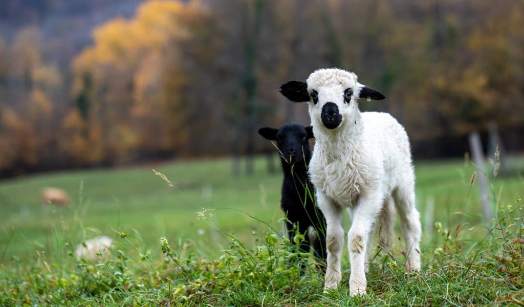 Два маленьких ягненка на зеленой траве 