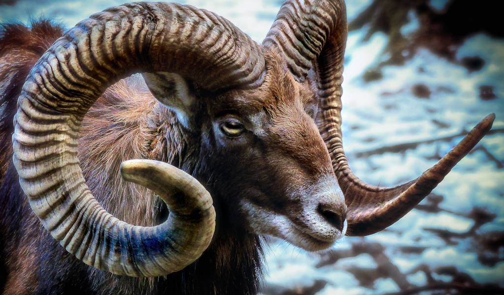 Дикий муфлон с большими рогами