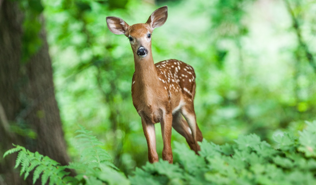 Молодой олень в лесу в зарослях