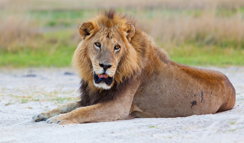 Большой лев с открытой пастью лежит на песке