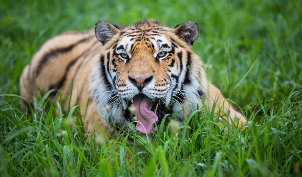 Полосатый тигр с высунутым языком лежит в зеленой траве 