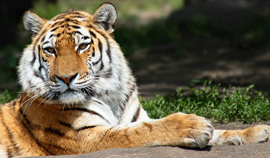 Красивый полосатый тигр  в лучах солнца 