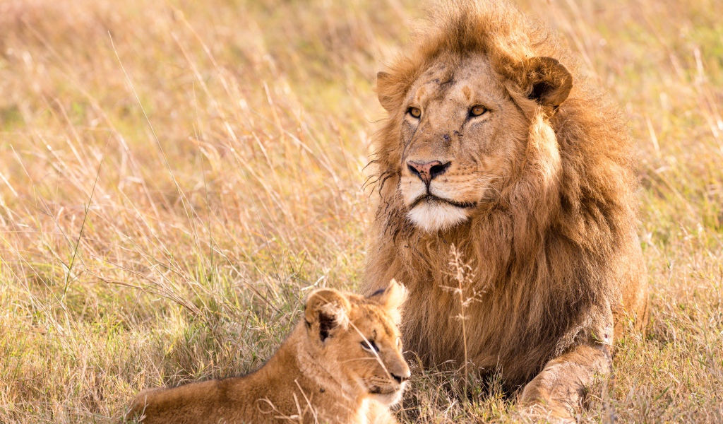 Большой лев на поляне с маленьким львенком