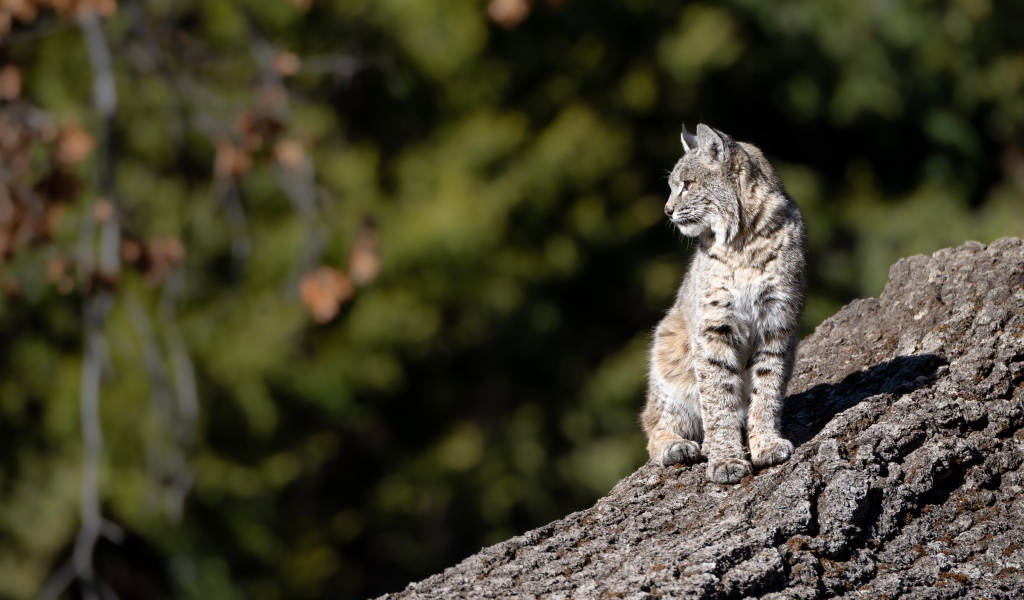 Серая рысь греется в лучах солнца на камне