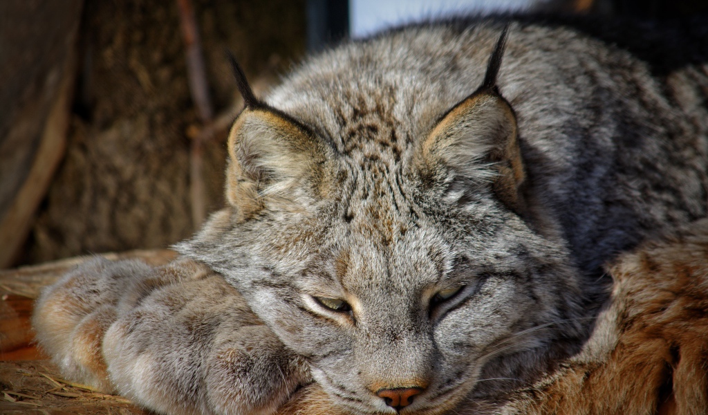 Рысь дремлет на солнце