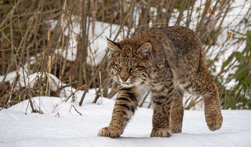 Серьезная серая рысь идет по снегу