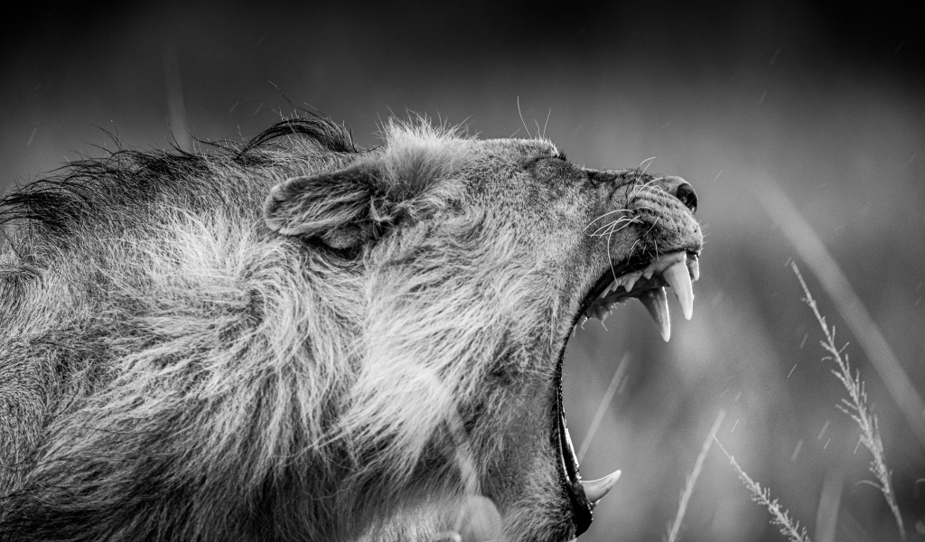 Грозный рык льва черно-белое фото