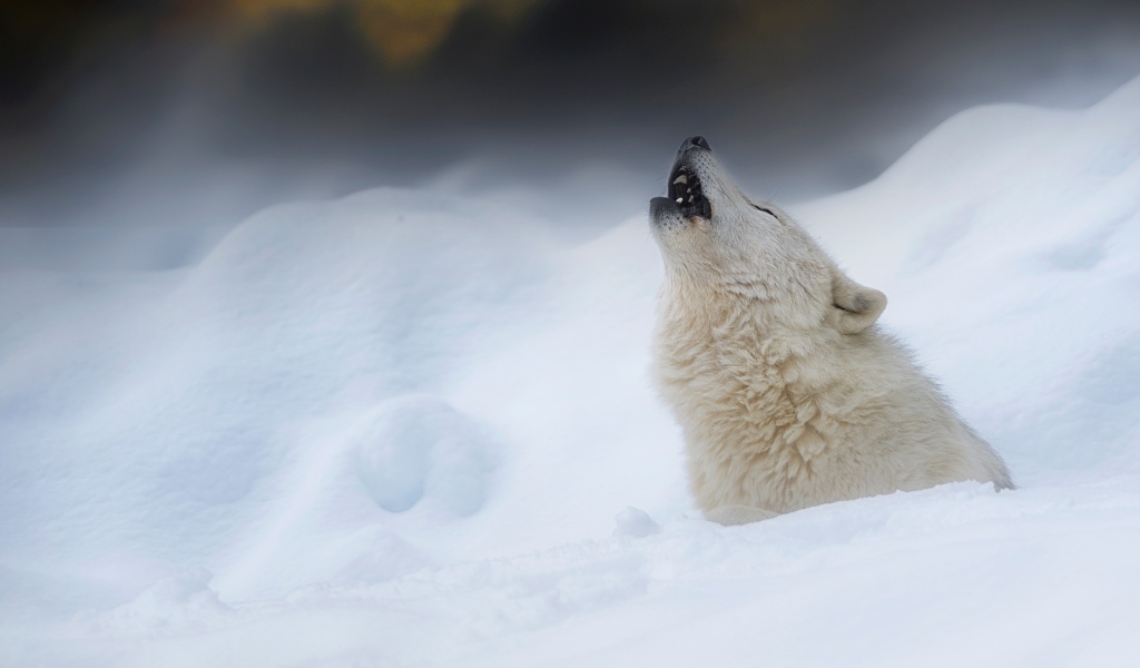 Большой белый волк воет на снегу