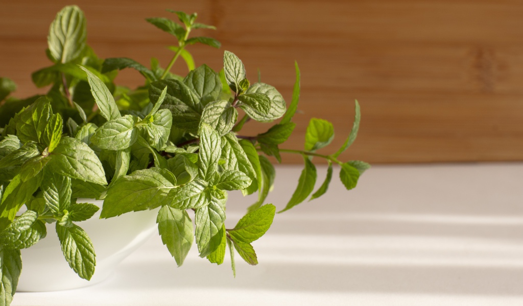 Свежие ароматные зеленые листья мяты