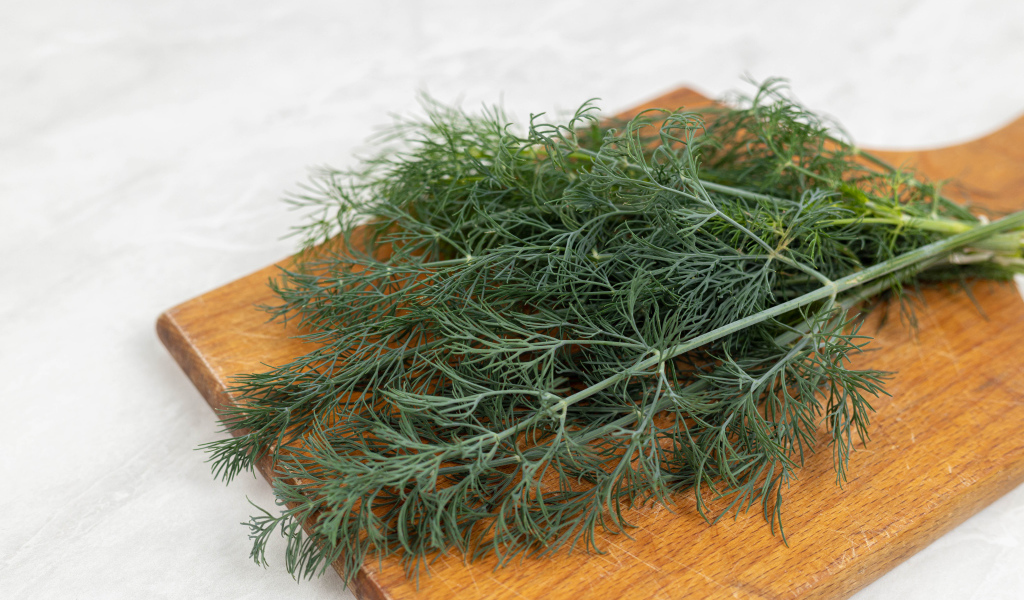 Свежий зеленый укроп на разделочной доске