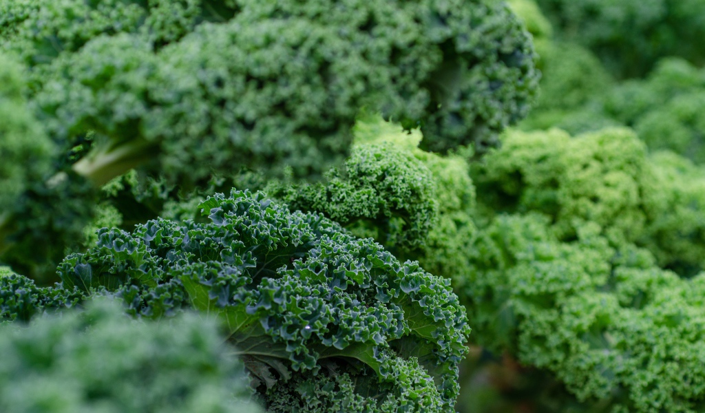 Зеленые листья салата на грядке 