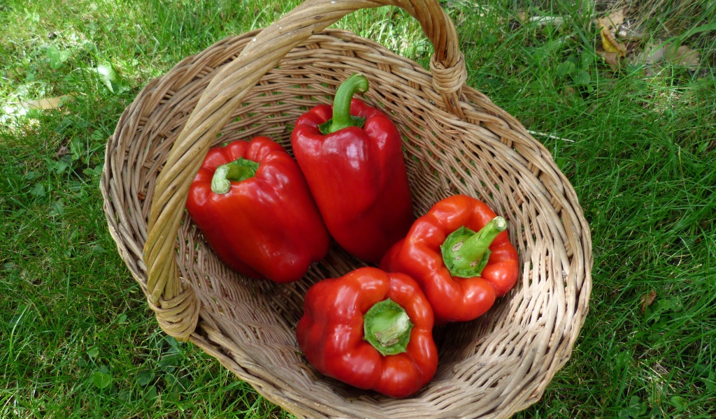 Красный болгарский перец в корзине на зеленой траве