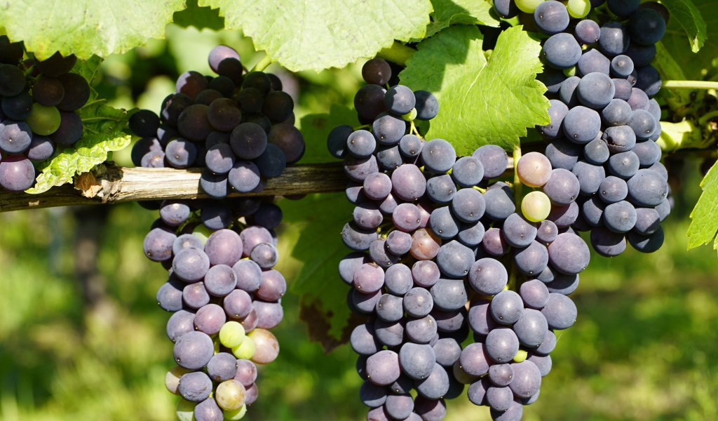 Красивые большие гроздья винограда с зелеными листьями