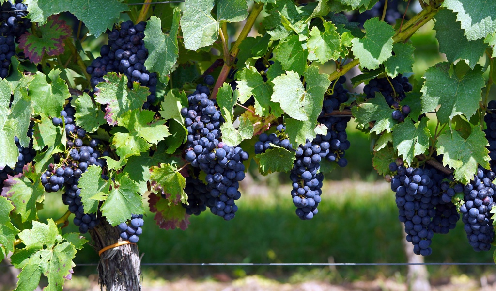 Большие гроздья синего винного винограда на лозе