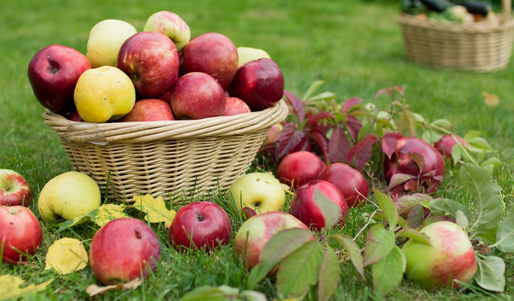 Красные и желтые яблоки в корзине на зеленой траве