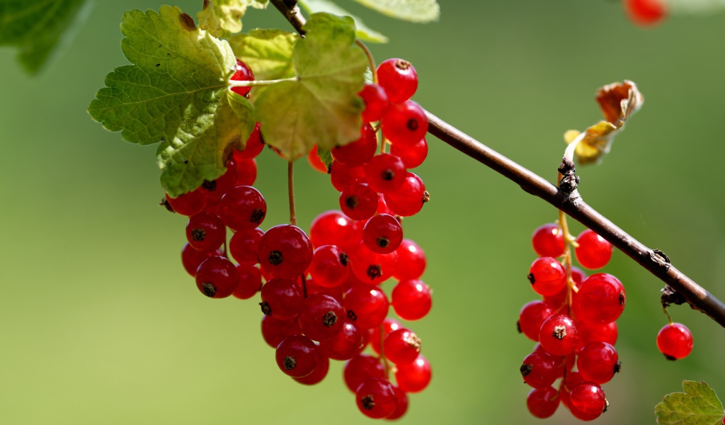 Красная сладкая смородина на ветке