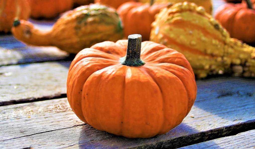 Большая оранжевая тыква на праздник Хэллоуин