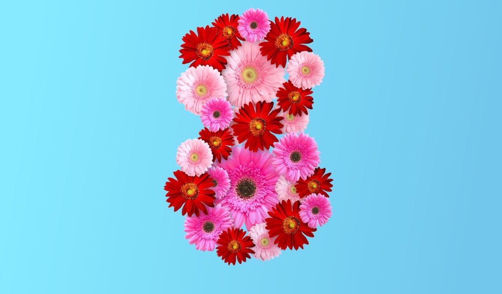 Цифра 8 на голубом фоне из цветов герберы на Международный женский день