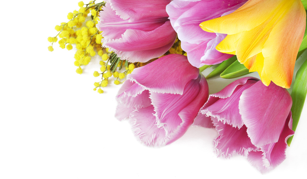Тюльпаны и мимозы на белом фоне на 8 марта