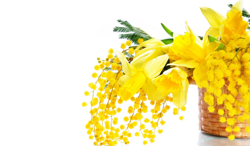 Желтые мимозы и нарциссы в корзине на белом фоне на 8 марта