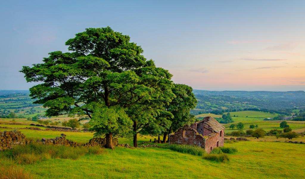 Большое зеленое дерево у разрушенного дома 