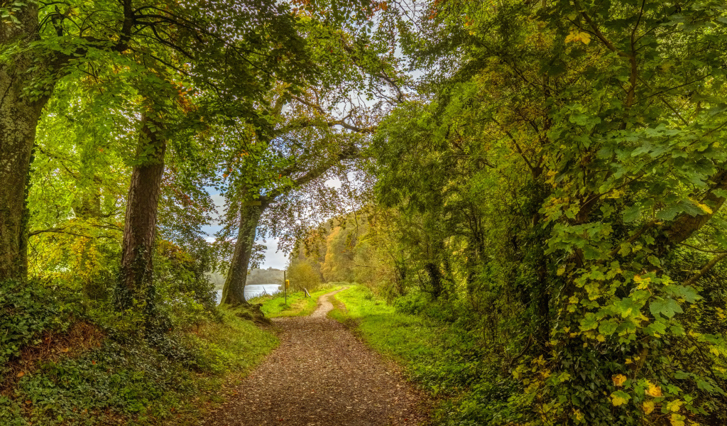 Красивый парк с зелеными деревьями у реки