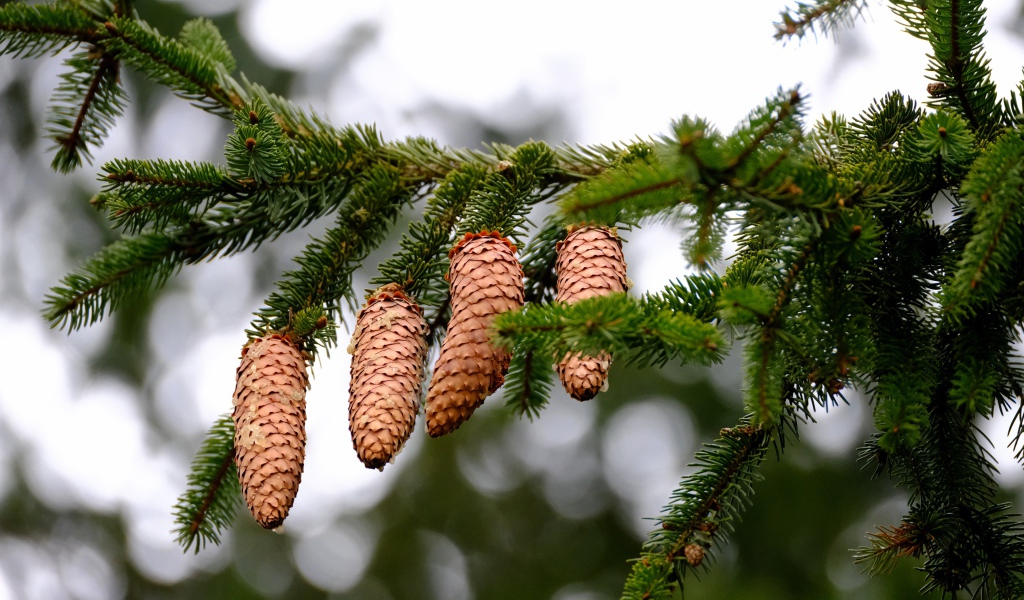Большие коричневые шишки на зеленой ветке ели 