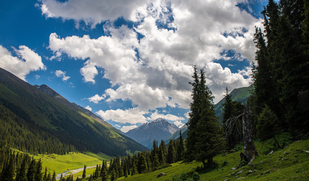 Густые белые облака над покрытыми лесом горами