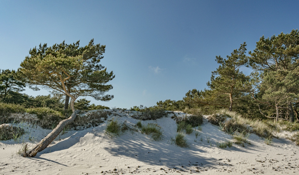 Белый песок с зелеными деревьями на голубом фоне