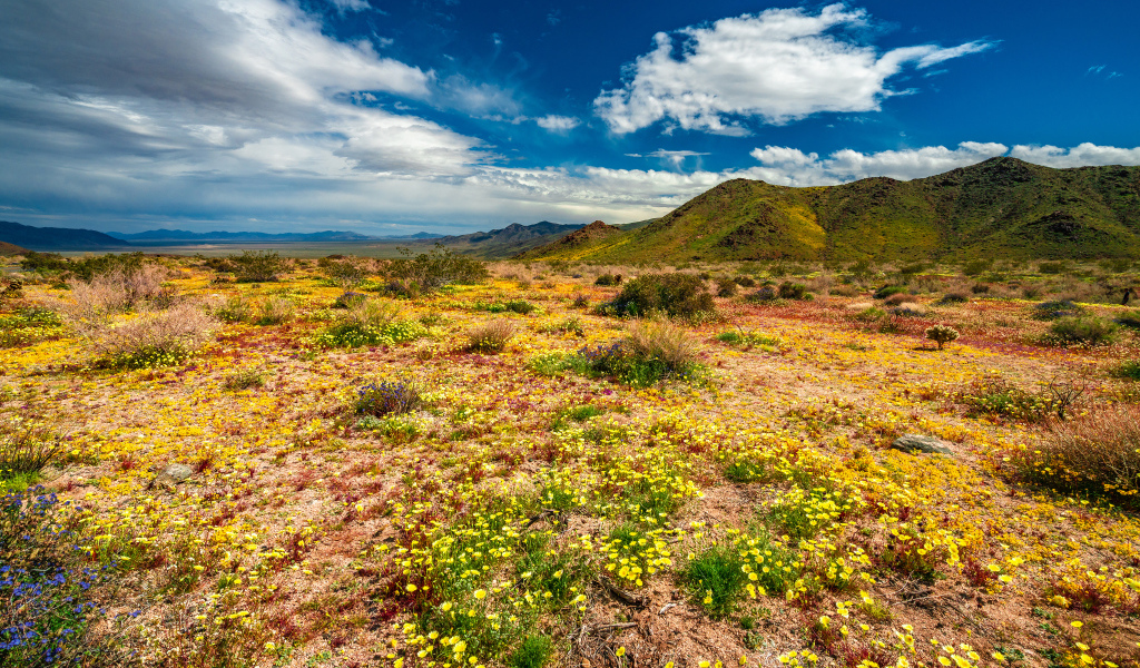 Желтые цветы в пустыне под голубым небом 