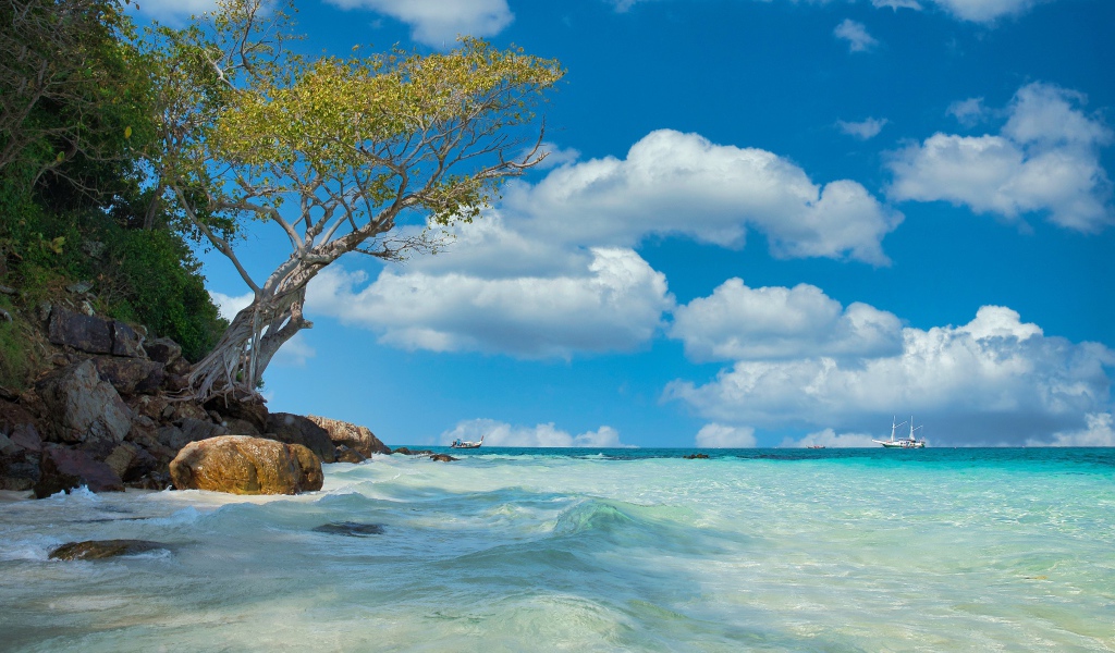 Дерево на краю скалы у морского берега