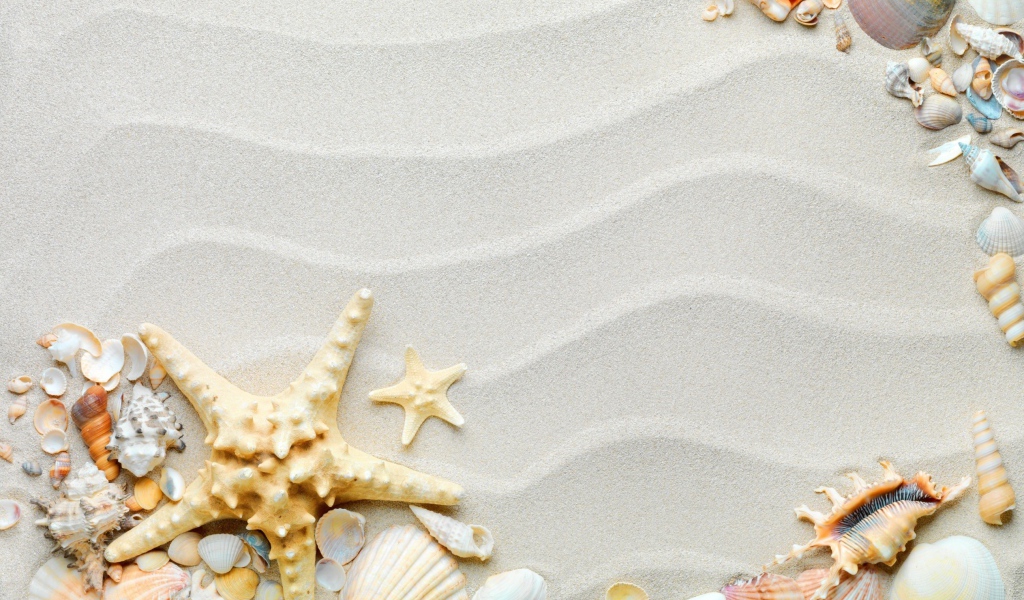 Красивые разные ракушки с морской звездой на волнистом белом песке 