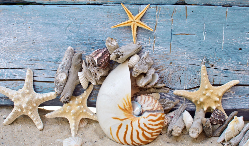 Разные красивые ракушки с морскими звездами на деревянном фоне 