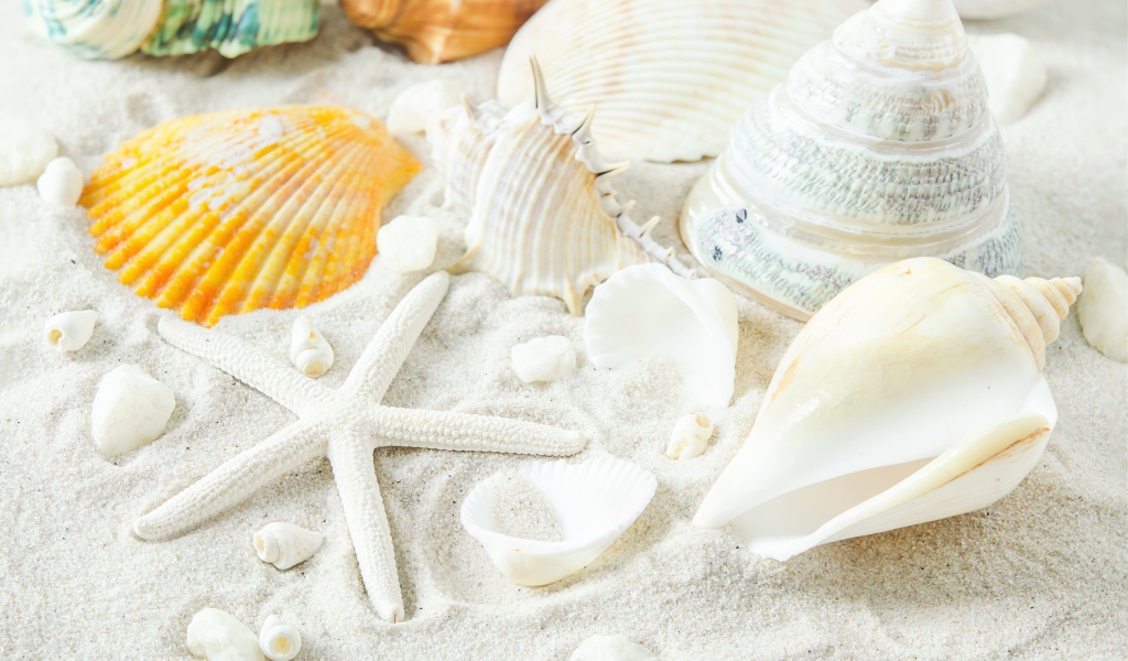 Большие белые ракушки и морская звезда на песке
