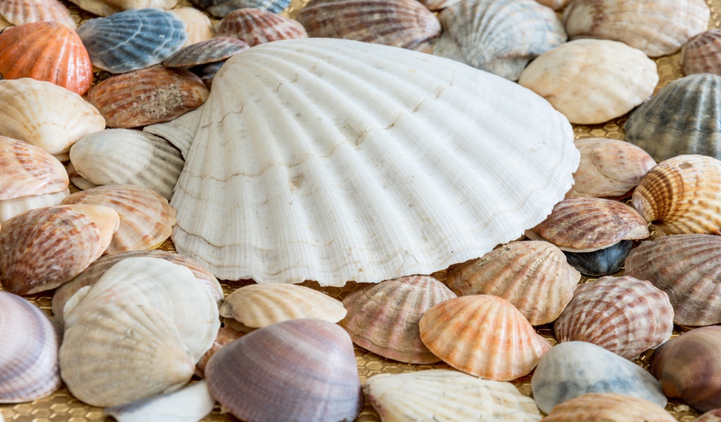 Много морских ракушек на берегу 