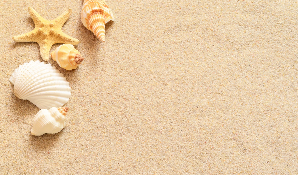 Ракушки и морская звезда лежат на желтом песке