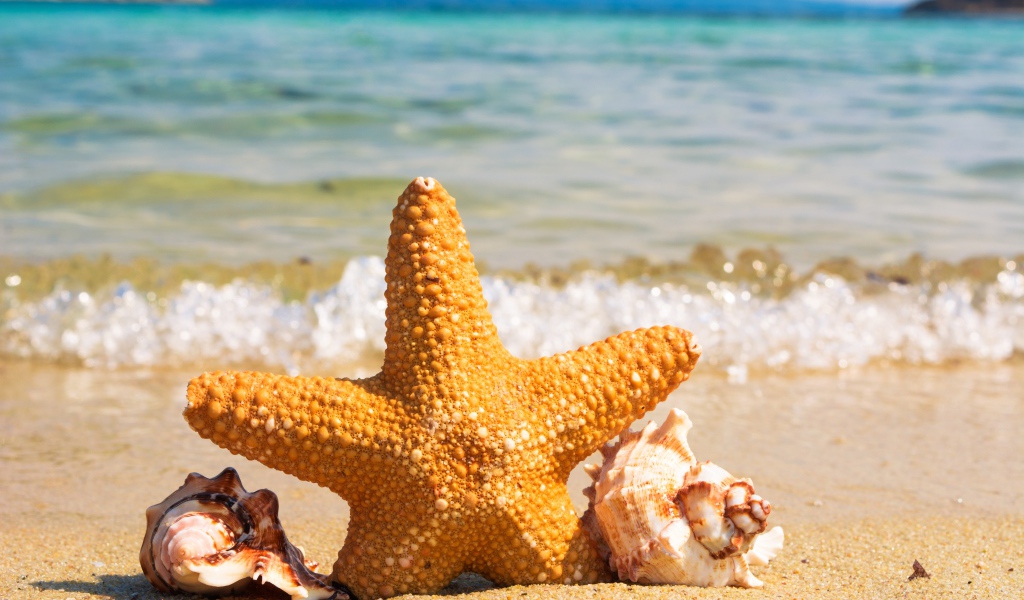 Морская звезда с ракушками на берегу моря