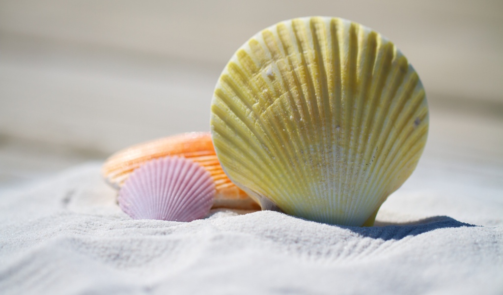 Разноцветные ракушки лежат на белом песке