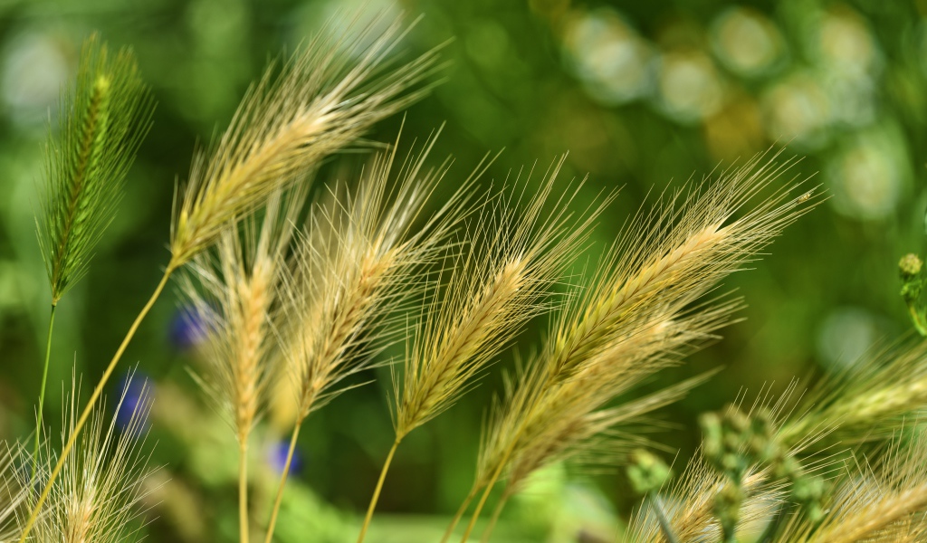 Колосья ячменя на поле крупным планом