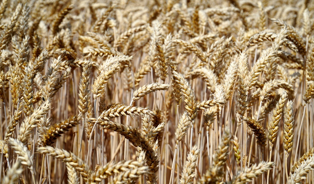 Спелые колосья пшеницы на поле 