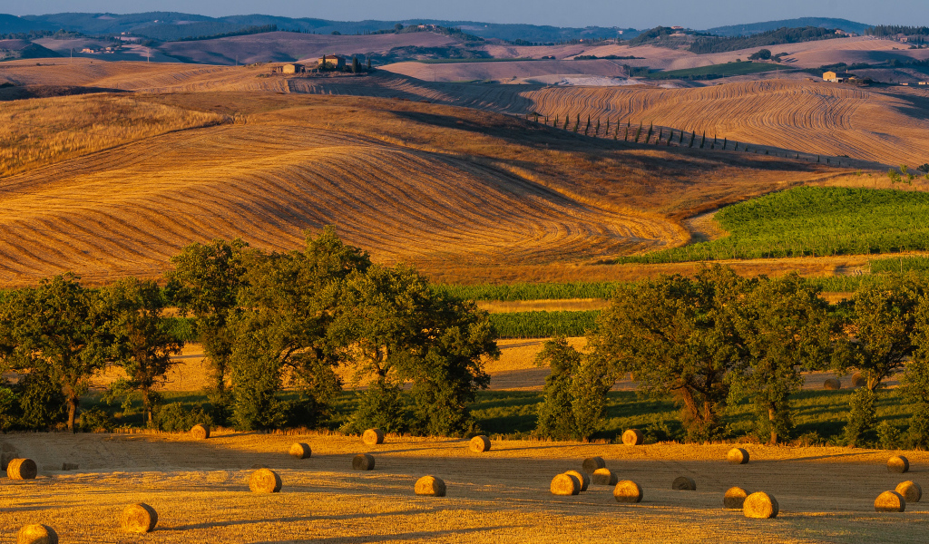 Снопы сена на поле в лучах солнца