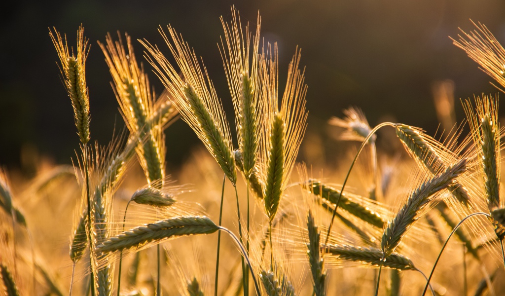 Колосья пшеницы в лучах солнца на поле