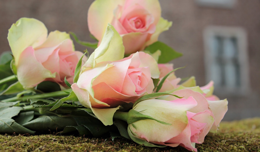 Букет розовых тюльпанов лежит на земле