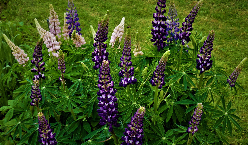 Куст фиолетовых цветов люпина на клумбе 