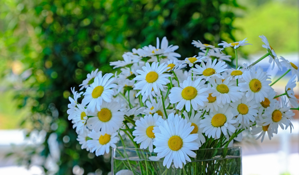 Большой букет белых ромашек в стеклянной вазе на столе 
