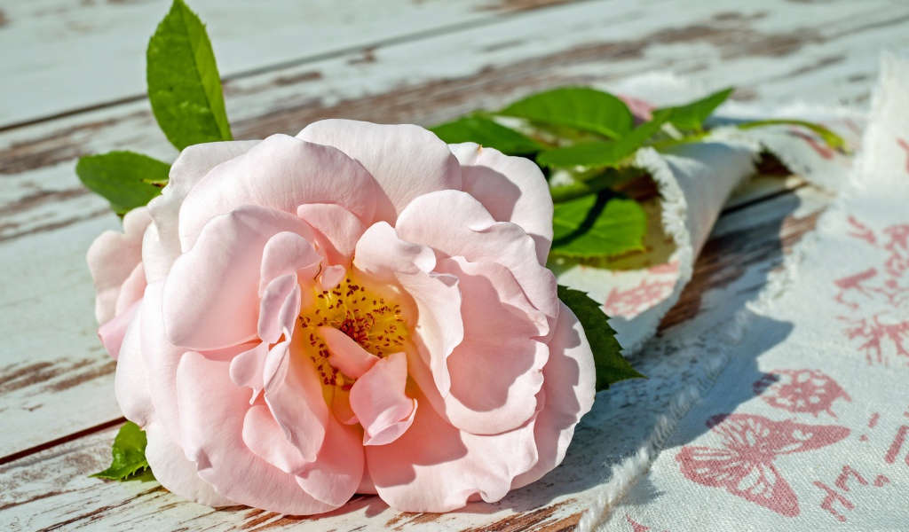 Розовая садовая роза лежит на лавке