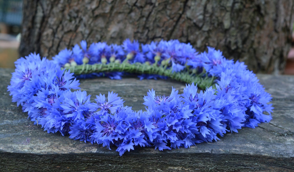 Венок из синих цветов василька на лавке