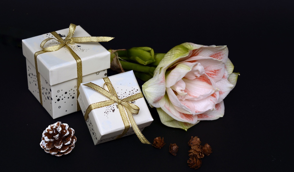 Цветок амариллиса с подарками на черном фоне